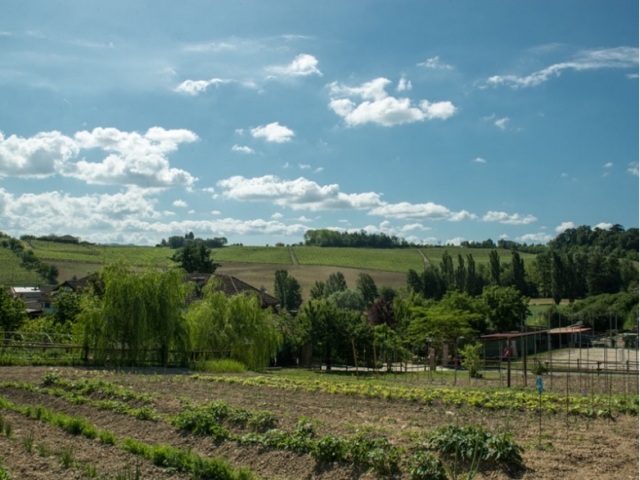  The vineyards of Monferrato